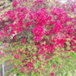 Meet your Posher, Candice